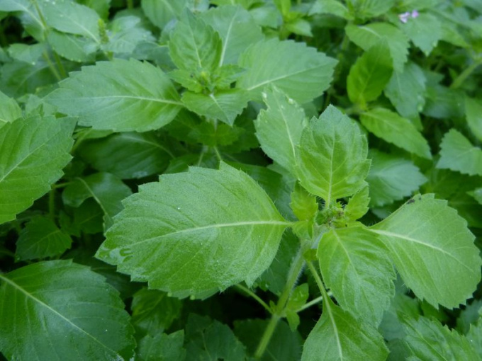 Basilic sacré / tulsi