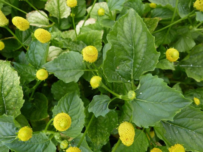 Brède mafane / cresson de para (feuille)