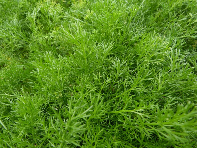 Camomille romaine (feuille)