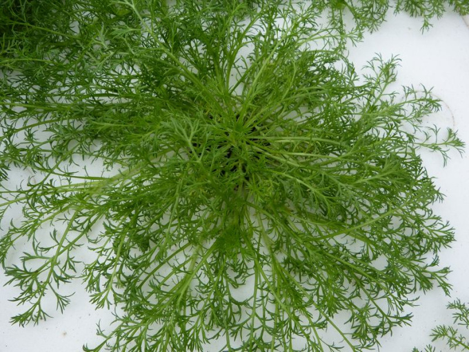 Camomille romaine (feuille)