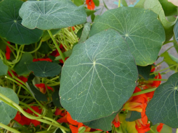 Capucine Blue pepe (petite feuille)