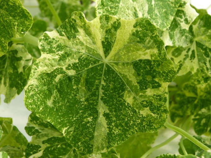 Capucine marbrée (petite feuille)