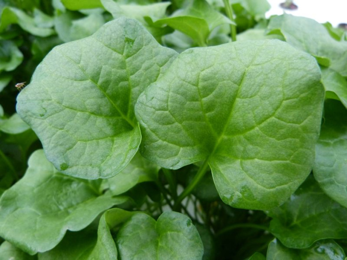 Cochléaire officinale