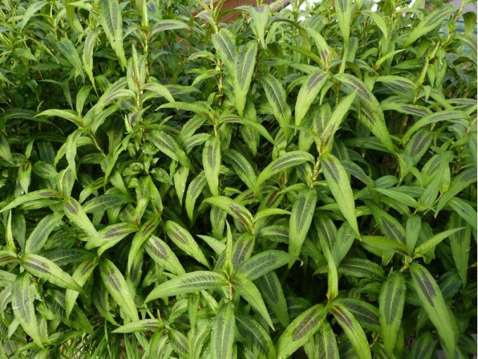 Coriandre vietnamienne