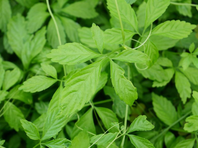 Jiaogulan / Herbe de l'immortalité