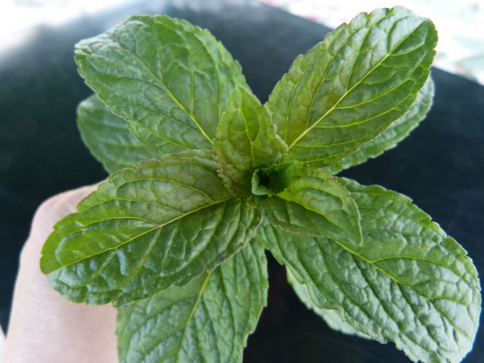 Menthe polaire