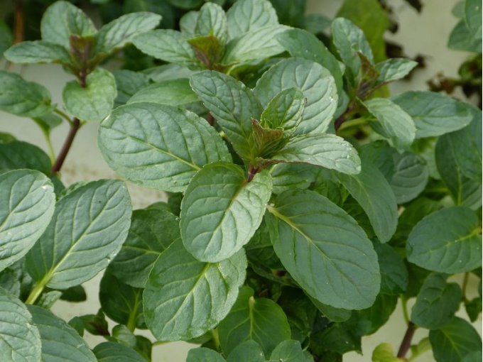 Menthe polaire