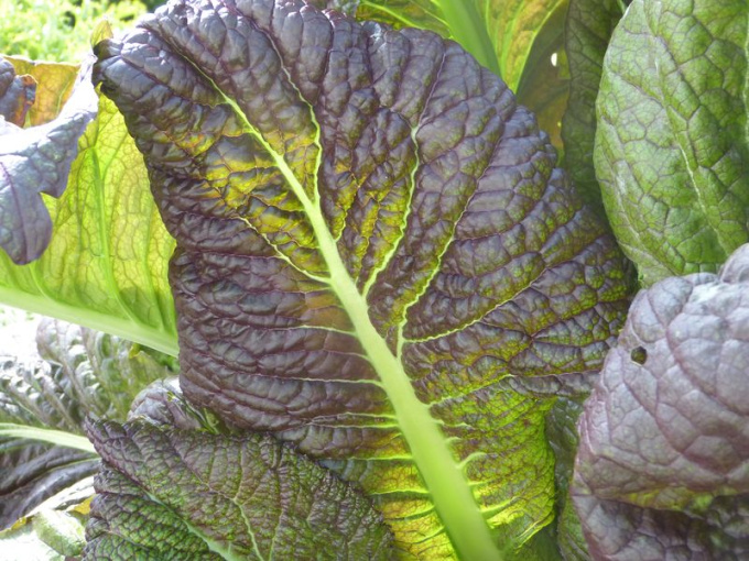 Moutarde feuille
