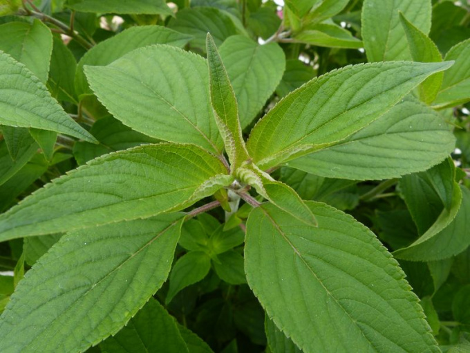 Sauge ananas (feuille)