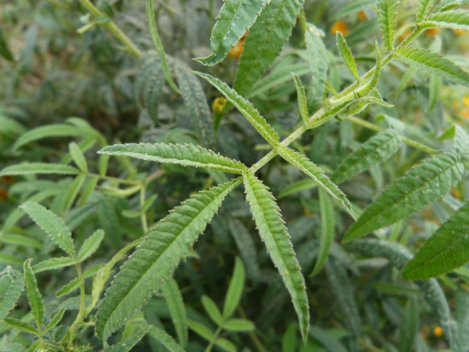 Tagète lemmonii (feuille)