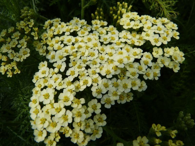 Achillée millefeuille (fleurs)