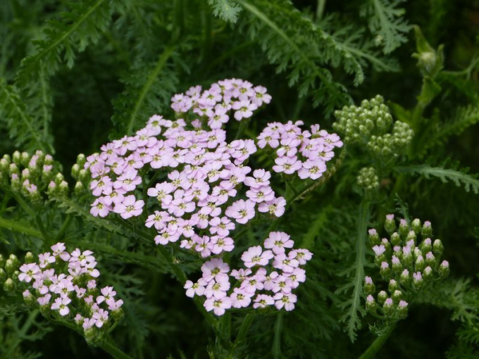 Achillée millefeuille (fleurs)