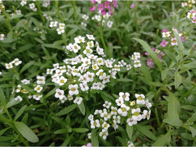 Alysse odorante