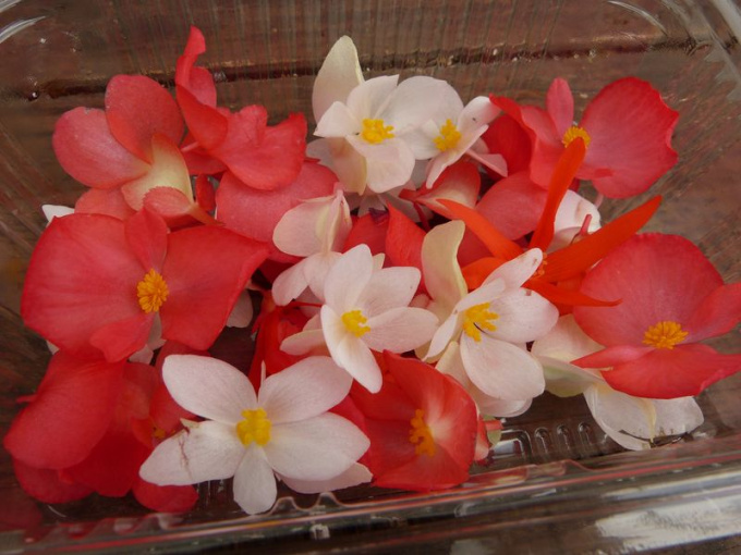 Bégonia mix