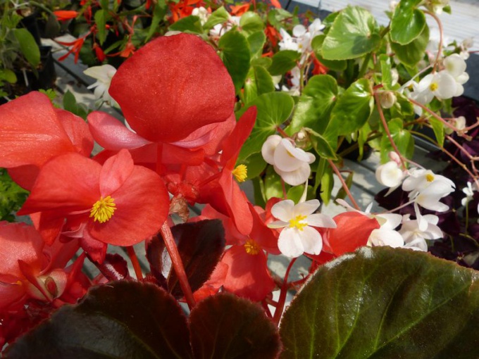 Bégonia mix