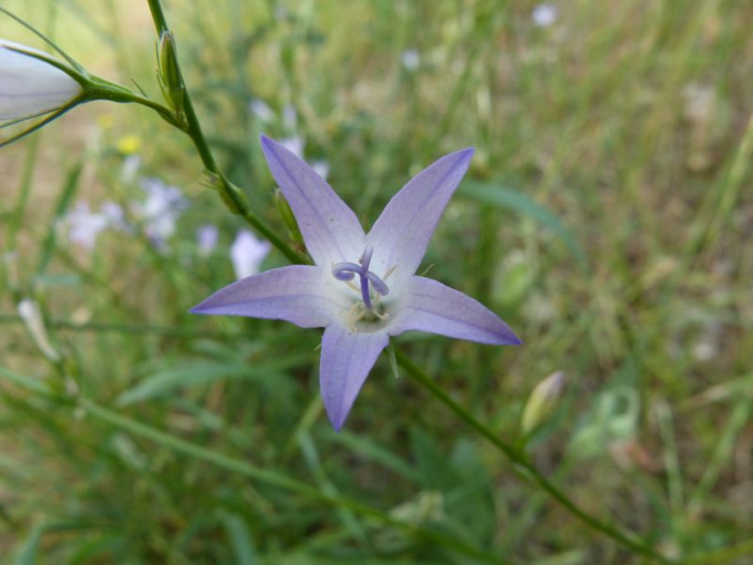 Campanule raiponce