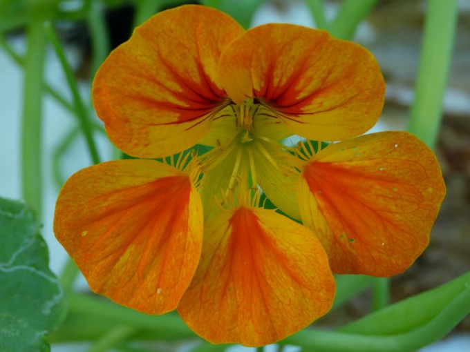 Capucine (fleurs)