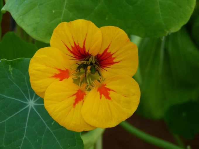 Capucine (fleurs)