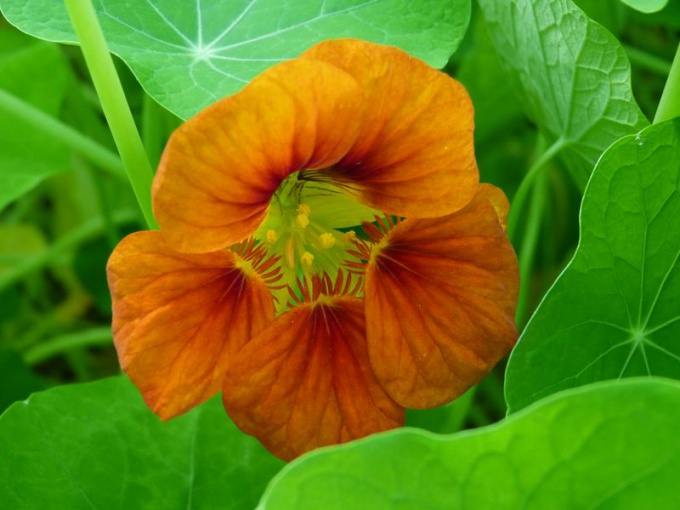Capucine (fleurs)