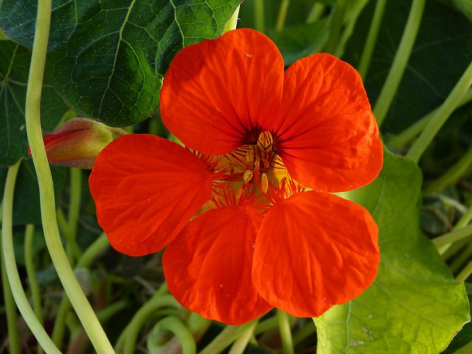 Capucine (fleurs)