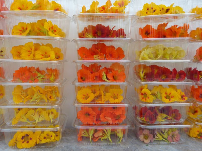 Capucine (fleurs)