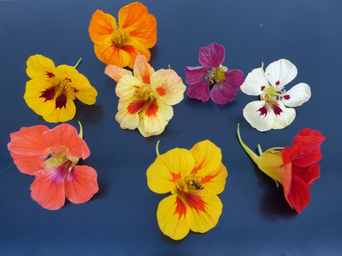 Capucine (fleurs)