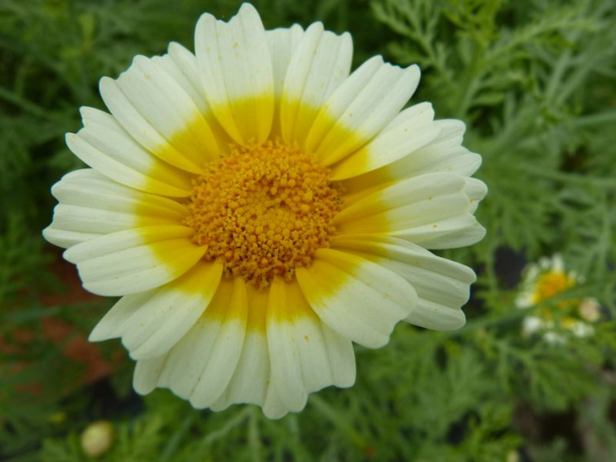 Chrysanthème comestible