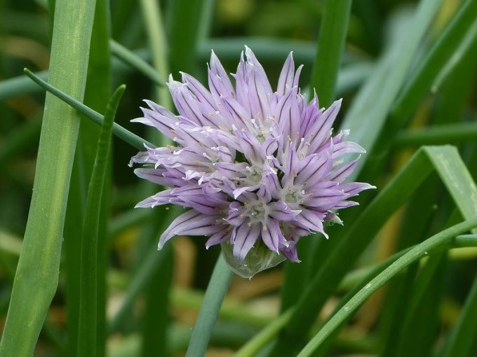 Ciboulette (fleurs)