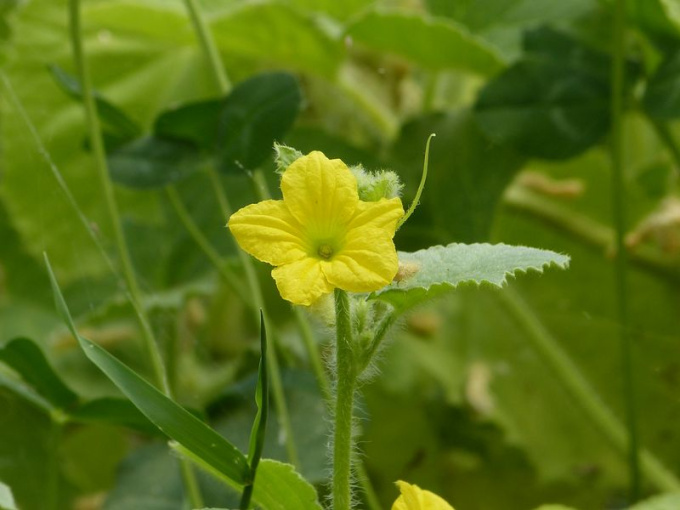 Concombre (fleurs)
