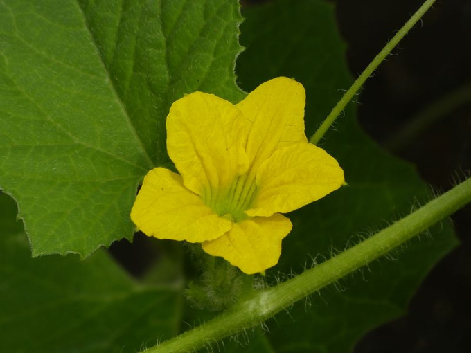 Concombre (fleurs)