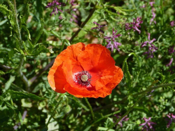 Coquelicot sauvage