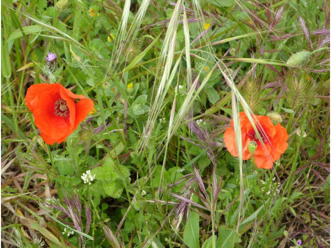 Coquelicot sauvage