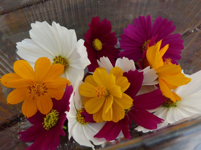 Cosmos