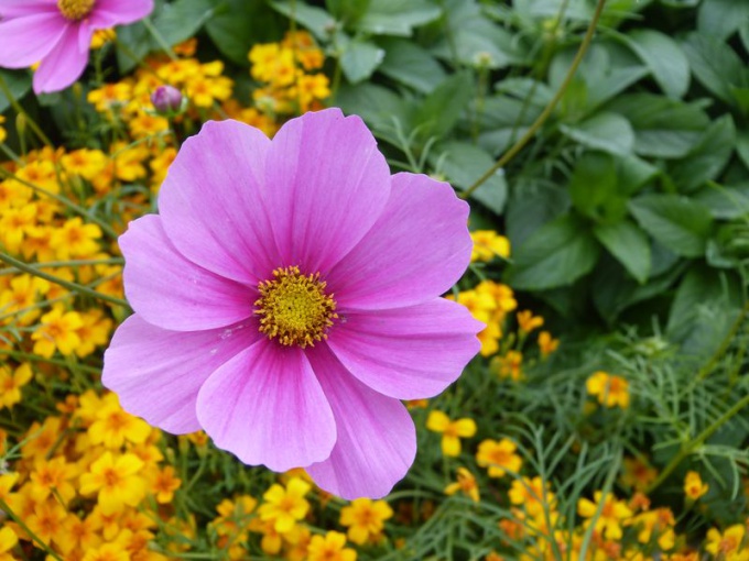 Cosmos