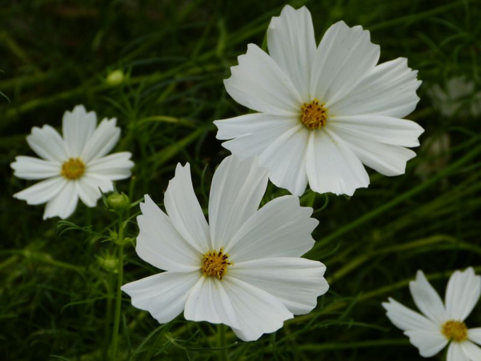 Cosmos
