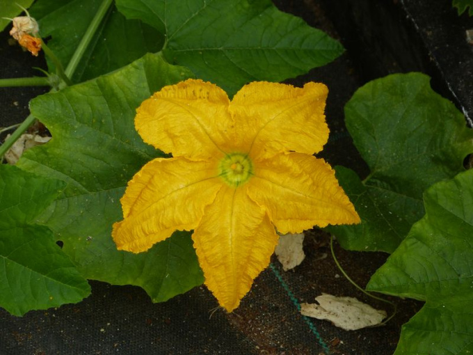 Courge (fleur)