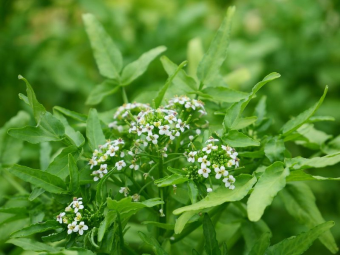 Cresson (fleurs)