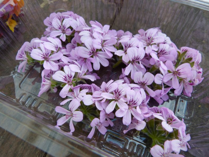 Géranium rosat