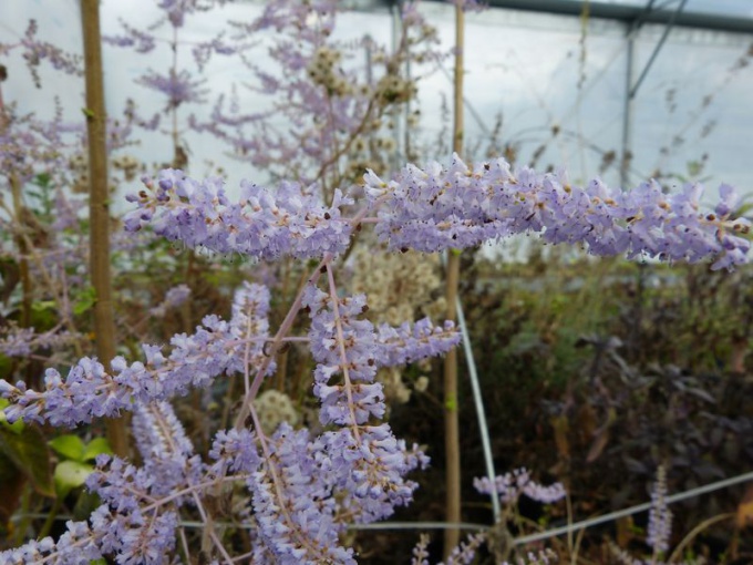 Gros thym antillais (fleurs)