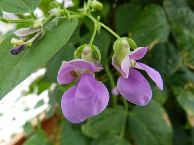 Haricots (fleurs)