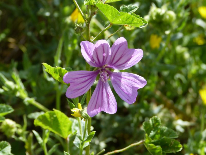 Mauve