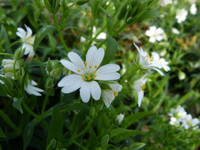 Mouron blanc (fleurs)