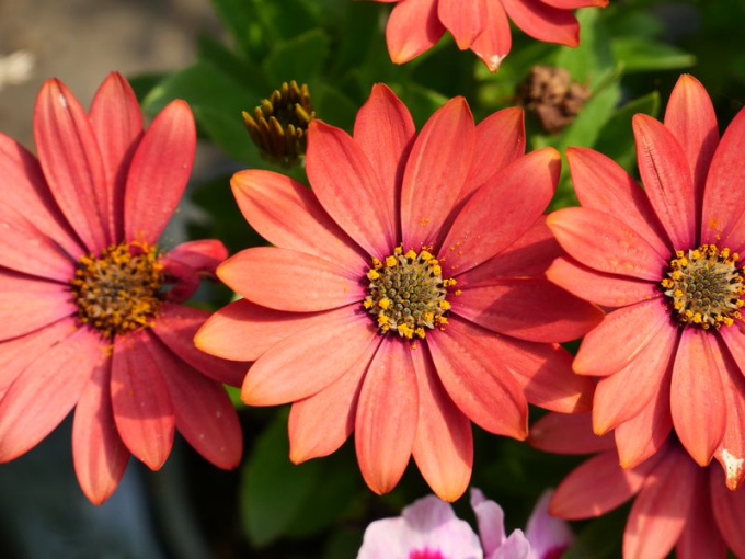 Marguerite africaine / Ostéospermum