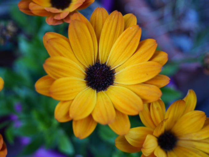 Marguerite africaine / Ostéospermum