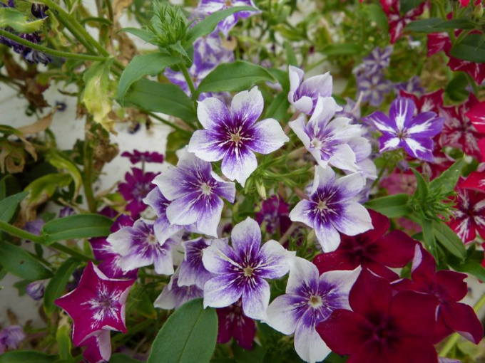 Phlox