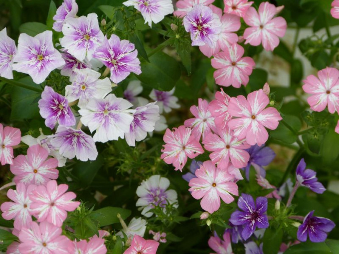 Phlox