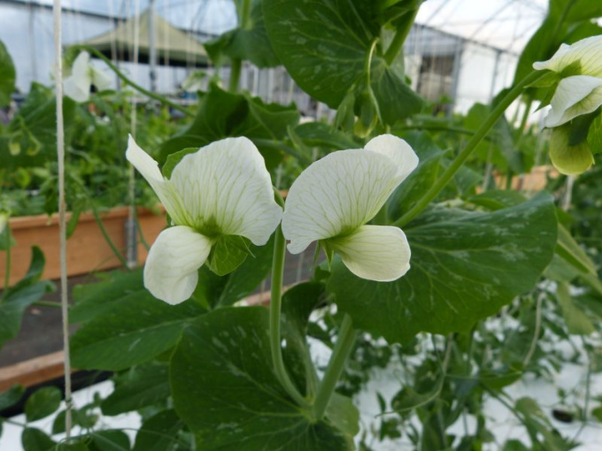 Petits pois (fleurs)