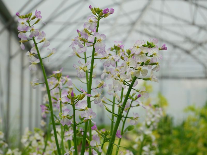 Radis (fleurs)