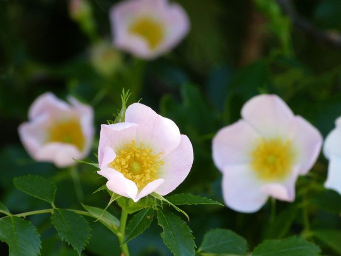 Rose sauvage
