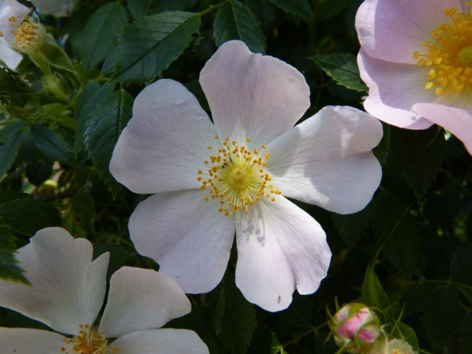 Rose sauvage